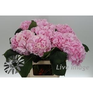 Hydrangea verena