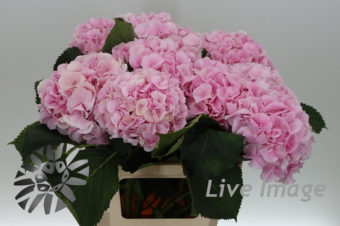 <h4>Hydrangea verena</h4>