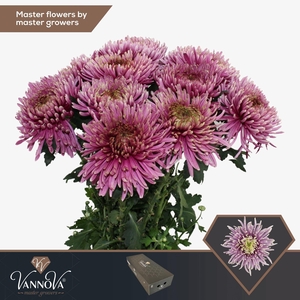 Chr G Baltazar Intense