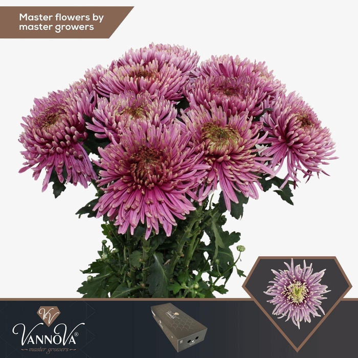 <h4>Chr G Baltazar Intense</h4>