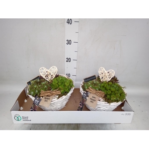 Arr.  Sempervivum L%