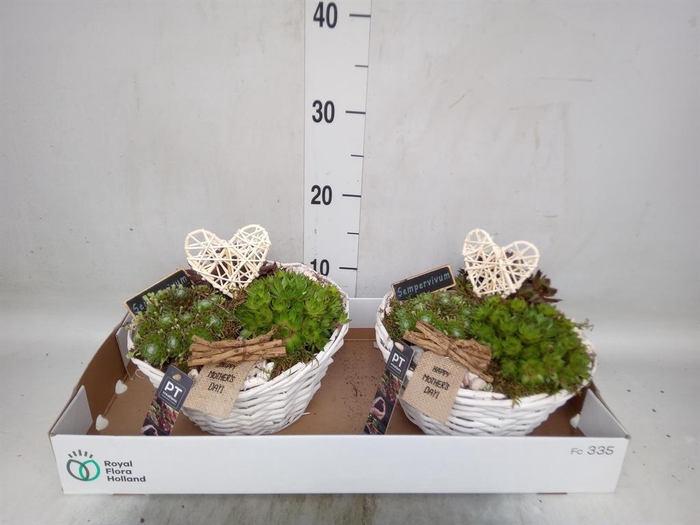 <h4>Arr.  Sempervivum L%</h4>