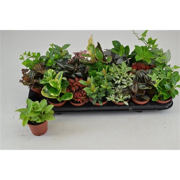 <h4>BLADPLANTEN MIX 08 CM</h4>