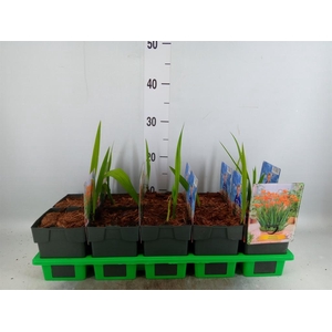 Crocosmia masoniorum