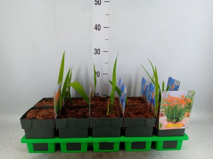 <h4>Crocosmia masoniorum</h4>