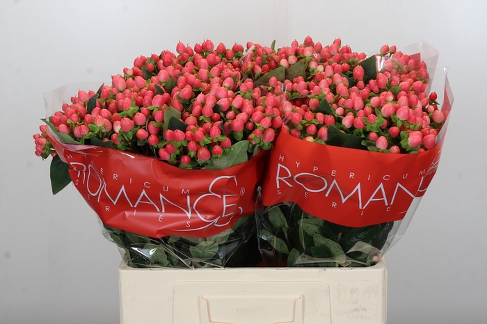 Hypericum Sweet Romance