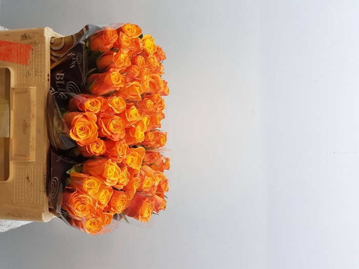 <h4>Rosa gr Confidential</h4>