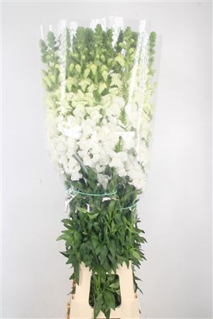 <h4>Antirrhinum Fr. White Ex</h4>