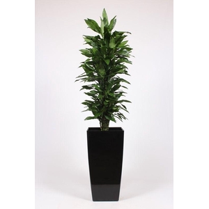 Dracaena Janet Lind in Piza pot 