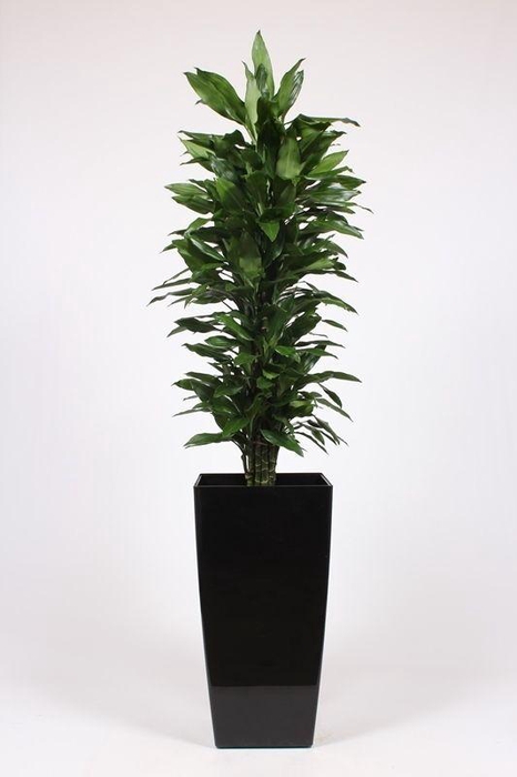 <h4>Dracaena Janet Lind in Piza pot "antraciet"</h4>