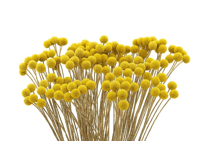 <h4>Dried Craspedia Naturel Yellow10pcs Bunch</h4>