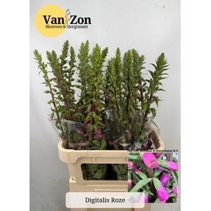 DIGI PURPUREA