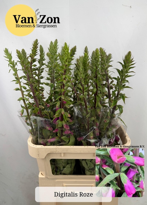 <h4>DIGI PURPUREA</h4>