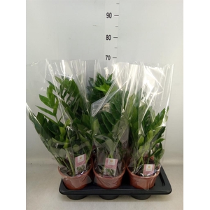 Zamioculcas zamiifolia 'Pixie'