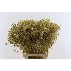 Dried Limonium Diamond Goud Pst