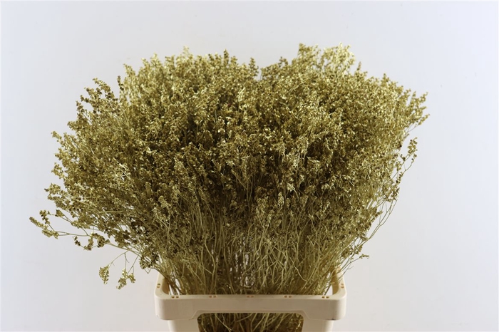 <h4>Dried Limonium Diamond Goud Pst</h4>