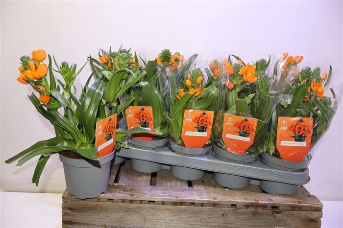 <h4>Ornit Dubium</h4>