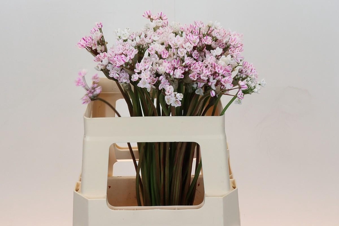 <h4>Allium Dyed Hot Pink</h4>