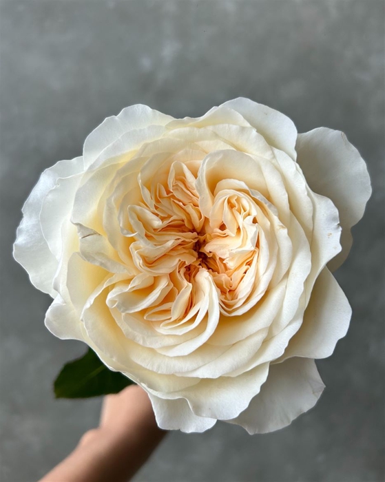 <h4>R Gr Garden Vicky</h4>
