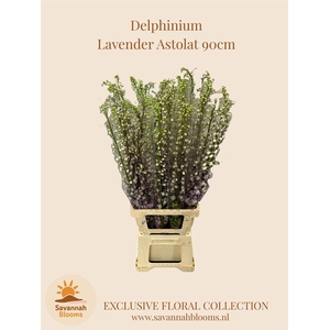Delph Du Mag F Laven