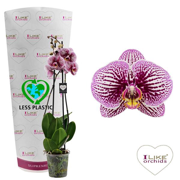 <h4>Phalaenopsis Black Stripes- 2 tak 70cm (Less Plastic)</h4>