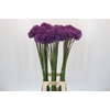 Allium Gladiator
