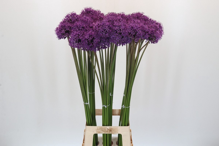 <h4>Allium Gladiator</h4>