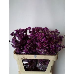 Callicarpa Bod Profu