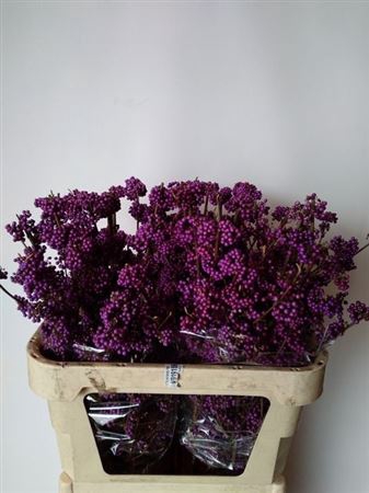 <h4>Callicarpa Bod Profu</h4>