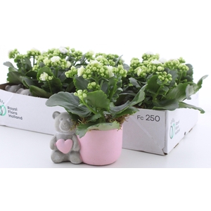 ARR KALANCHOE