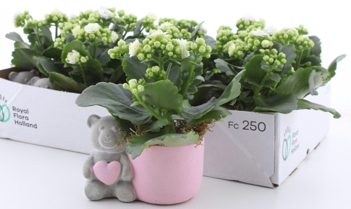 <h4>ARR KALANCHOE</h4>
