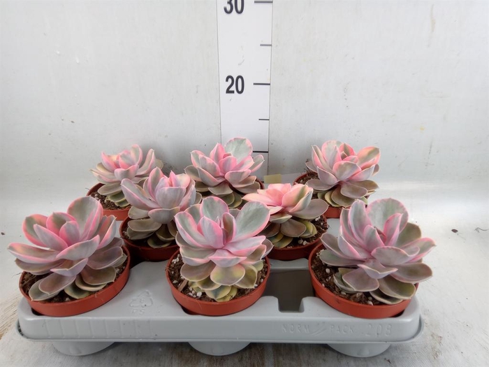 <h4>Echeveria   ...</h4>