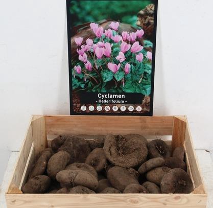 <h4>BOL CYCLAAM X50</h4>