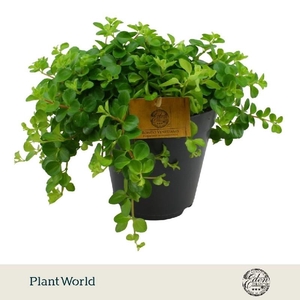 Peperomia Rotundifolia Rondo Venetiano
