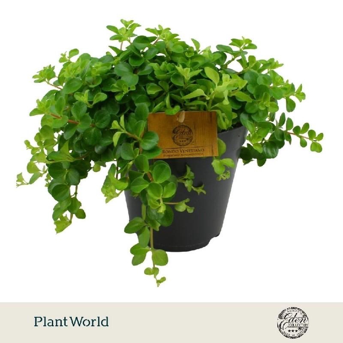 <h4>Peperomia Rotundifolia Rondo Venetiano</h4>
