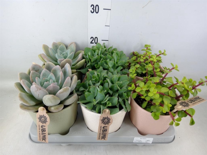 <h4>Succulents ...</h4>