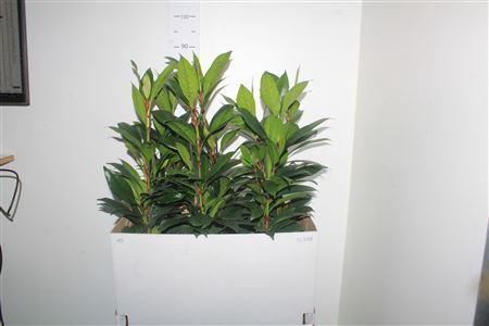 <h4>Fic Cyat Compacta 3pp</h4>