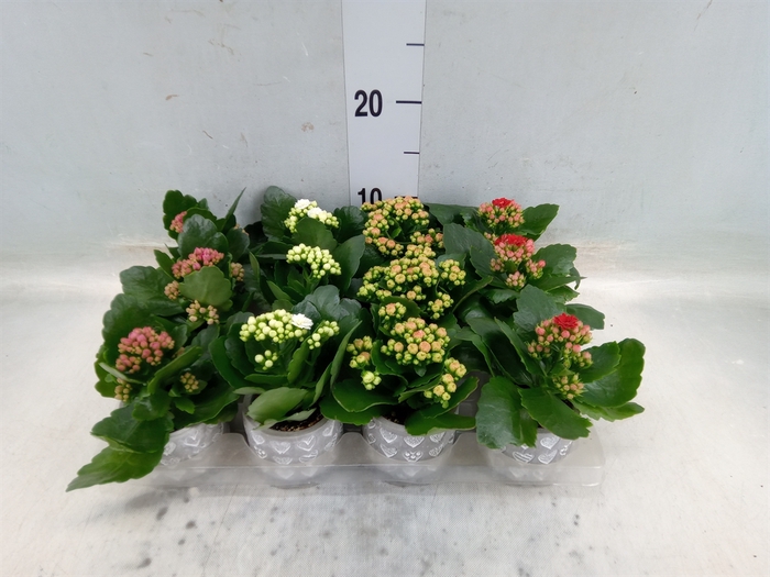 <h4>Kalanchoe blos. 'RosDon Collection'</h4>