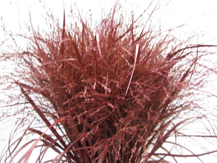 Panicum Warrior Bordeaux