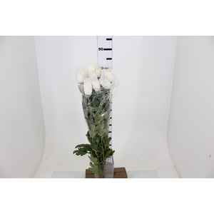 ANASTASIA WHITE 070 CM BRANCO