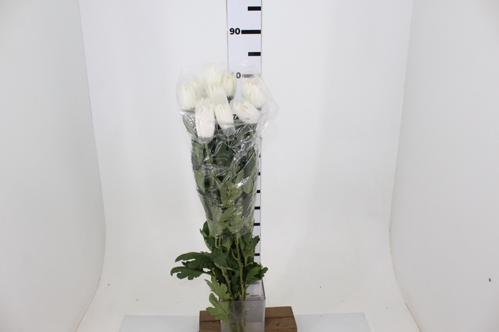 ANASTASIA WHITE 070 CM BRANCO