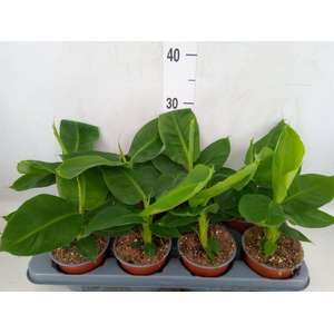 Musa  'Tropicana'