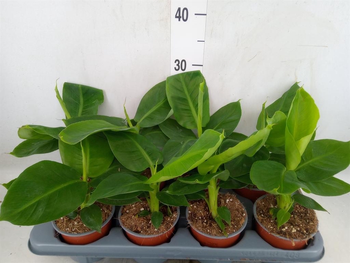 <h4>Musa  'Tropicana'</h4>
