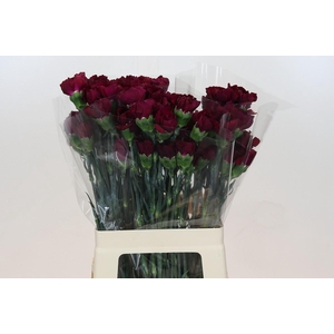 Dianthus St Purple Damascus