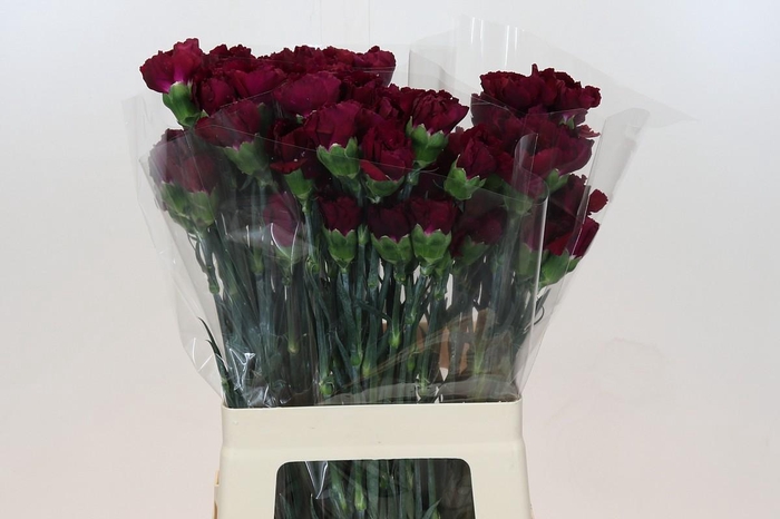 <h4>Dianthus St Purple Damascus</h4>