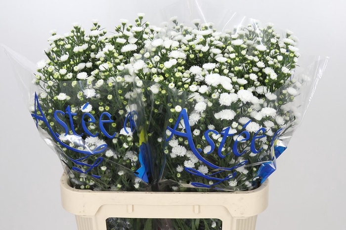 <h4>Aster Pretty Wendy</h4>