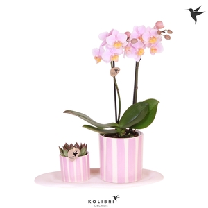 Kolibri Green up your home Gift Set small Mediterranean pink