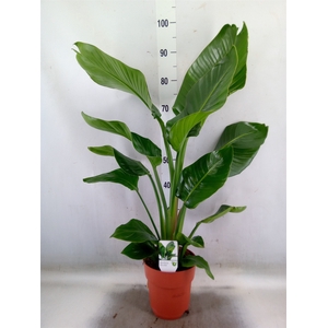 Strelitzia nicolai
