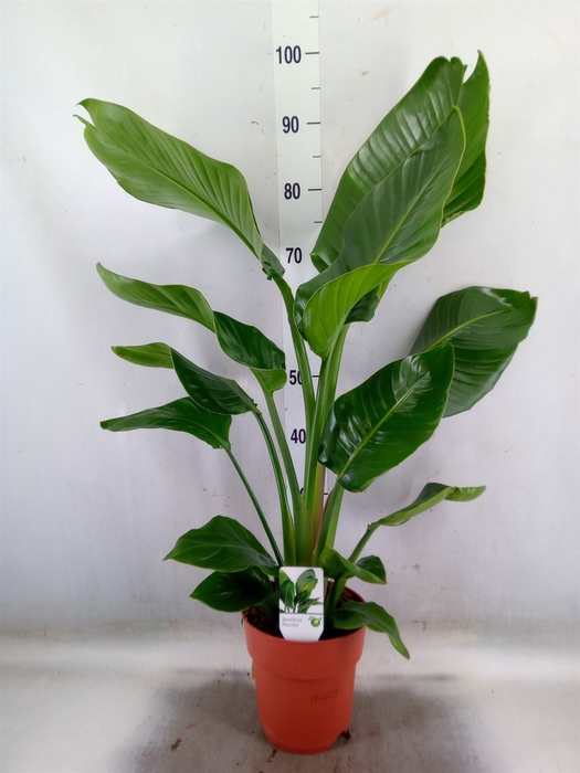 <h4>Strelitzia nicolai</h4>