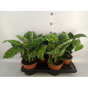 Dieffenbachia  'Reflector'